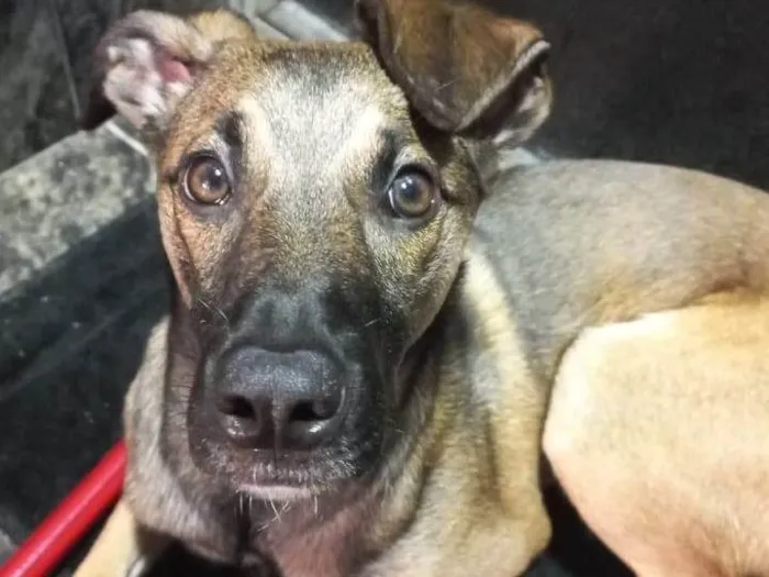 Cachorro ra a SRD-ViraLata idade 2 anos nome Capuccino 
