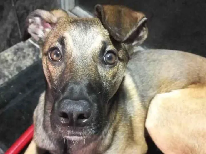 Cachorro ra a SRD-ViraLata idade 2 anos nome Capuccino 