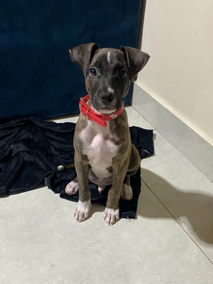 Cachorro ra a SRD-ViraLata idade 2 a 6 meses nome Oreo