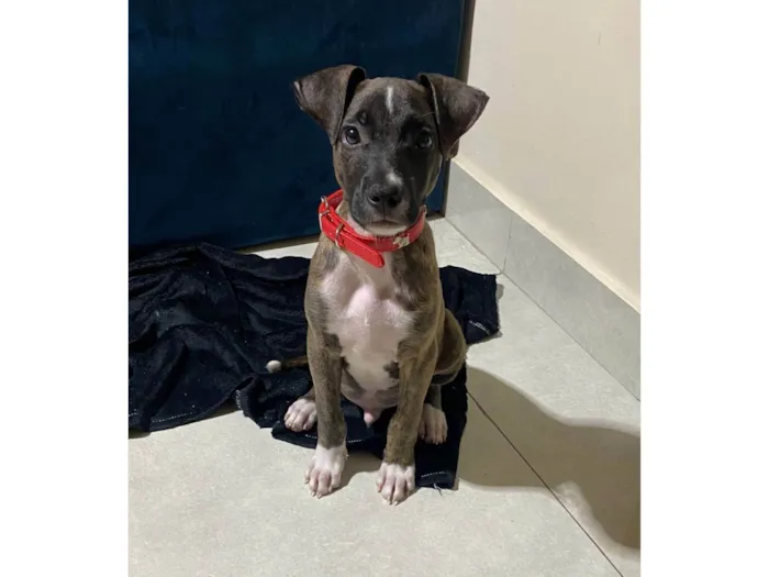 Cachorro ra a SRD-ViraLata idade 2 a 6 meses nome Oreo