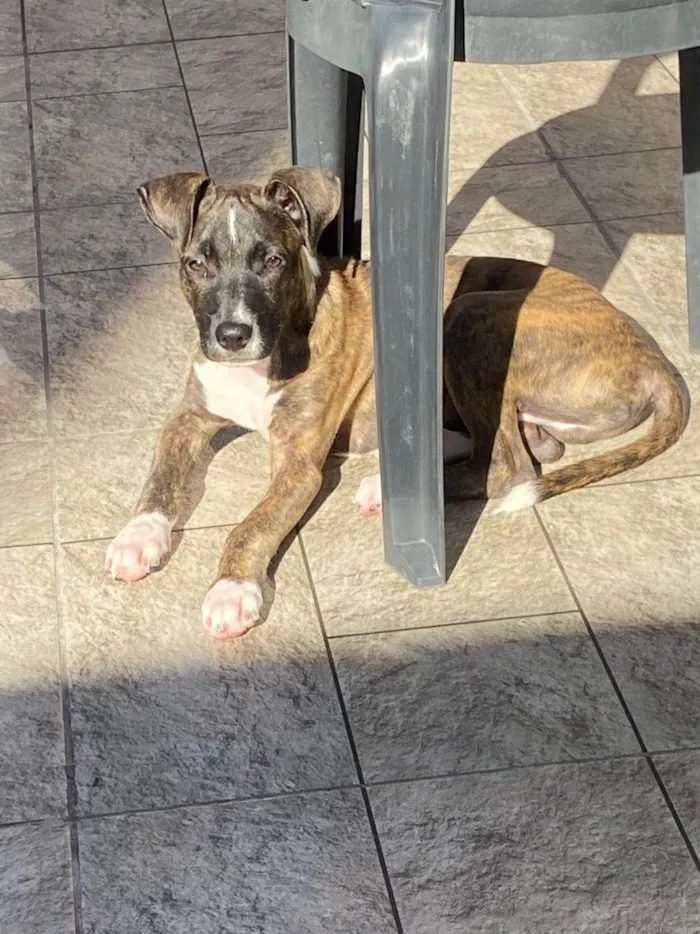 Cachorro ra a SRD-ViraLata idade 2 a 6 meses nome Oreo