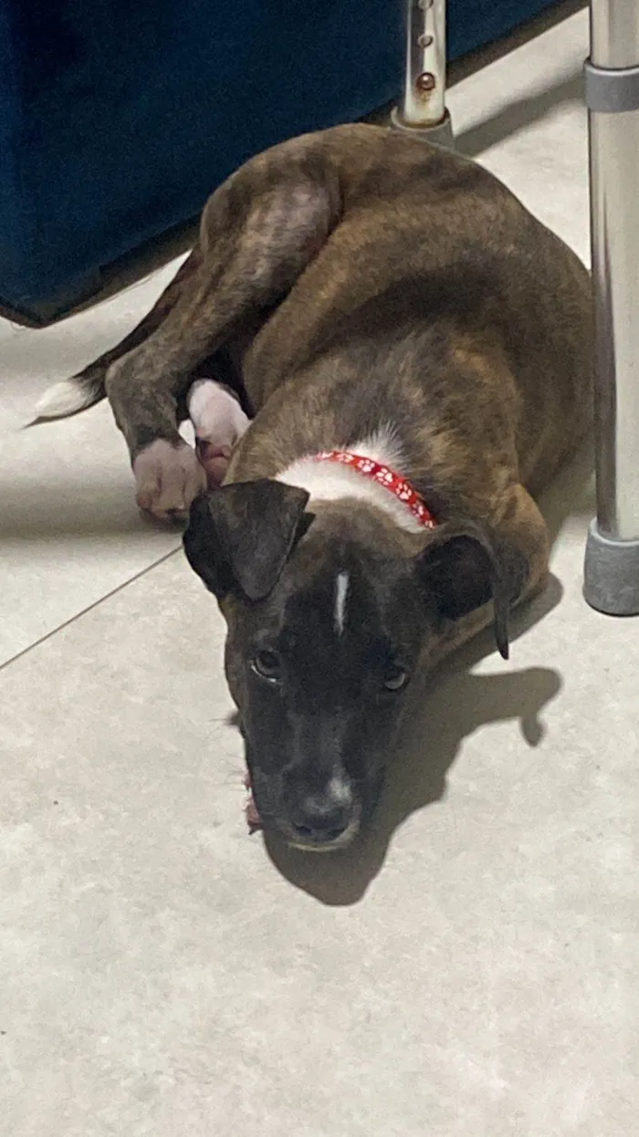 Cachorro ra a SRD-ViraLata idade 2 a 6 meses nome Oreo
