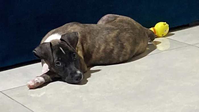 Cachorro ra a SRD-ViraLata idade 2 a 6 meses nome Oreo