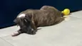 Oreo