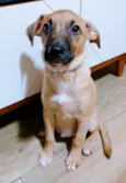 Belinha