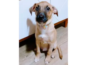 Cachorro raça SRD-ViraLata idade 2 a 6 meses nome Belinha