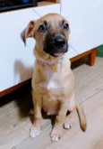 Belinha
