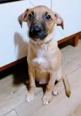 Belinha