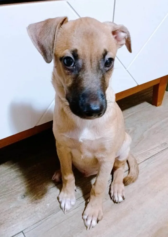 Cachorro ra a SRD-ViraLata idade 2 a 6 meses nome Belinha