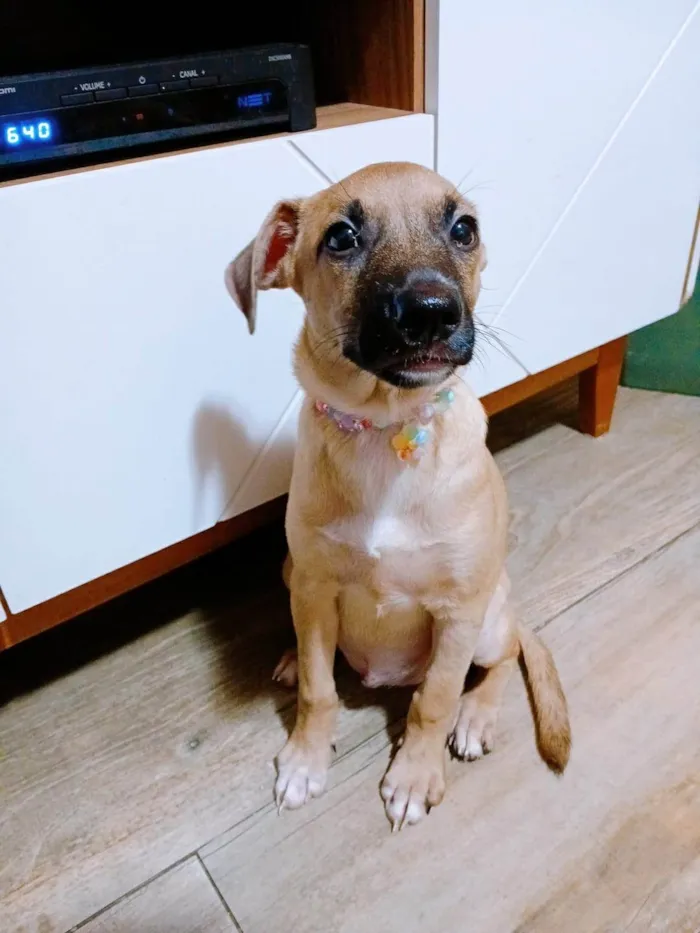 Cachorro ra a SRD-ViraLata idade 2 a 6 meses nome Belinha