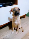 Belinha