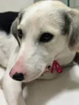 Princesa