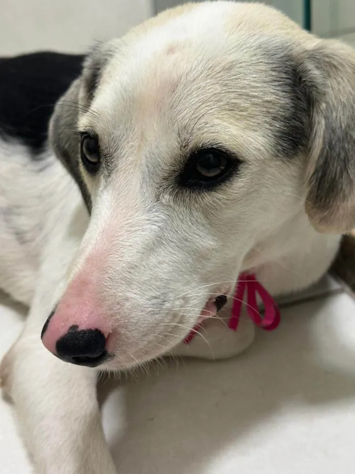Cachorro ra a SRD-ViraLata idade 1 ano nome Princesa