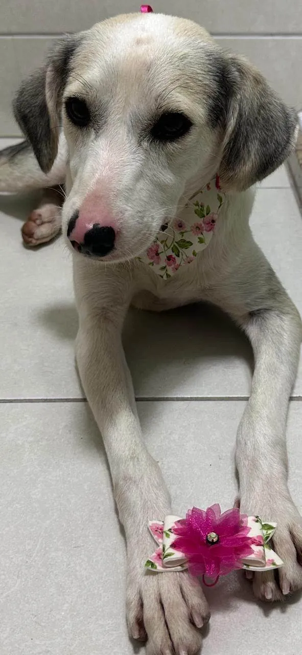 Cachorro ra a SRD-ViraLata idade 1 ano nome Princesa