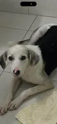 Princesa