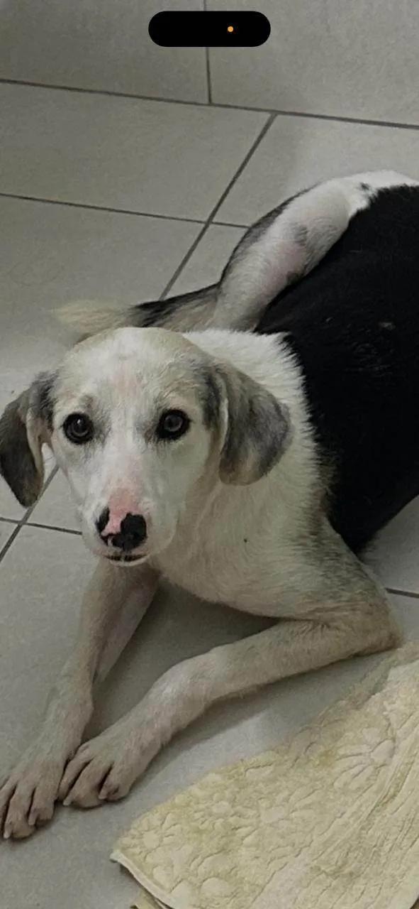 Cachorro ra a SRD-ViraLata idade 1 ano nome Princesa