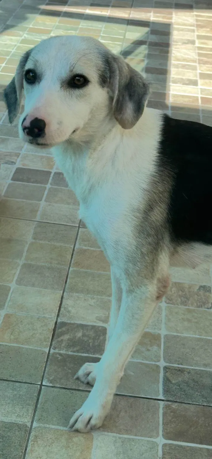 Cachorro ra a SRD-ViraLata idade 1 ano nome Princesa