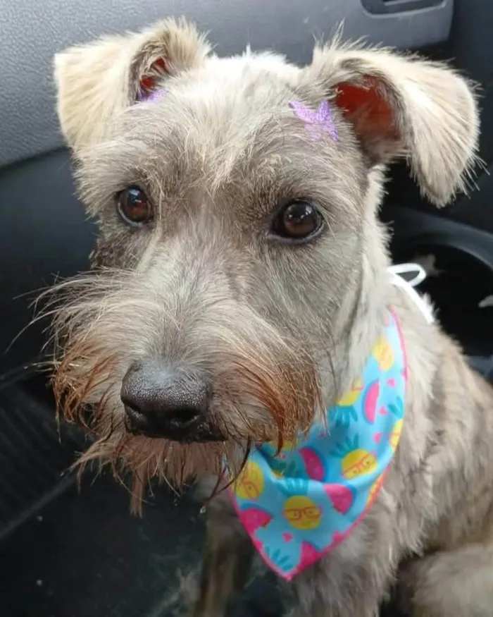 Cachorro ra a SRD-ViraLata idade 7 a 11 meses nome Ayla