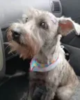 Ayla