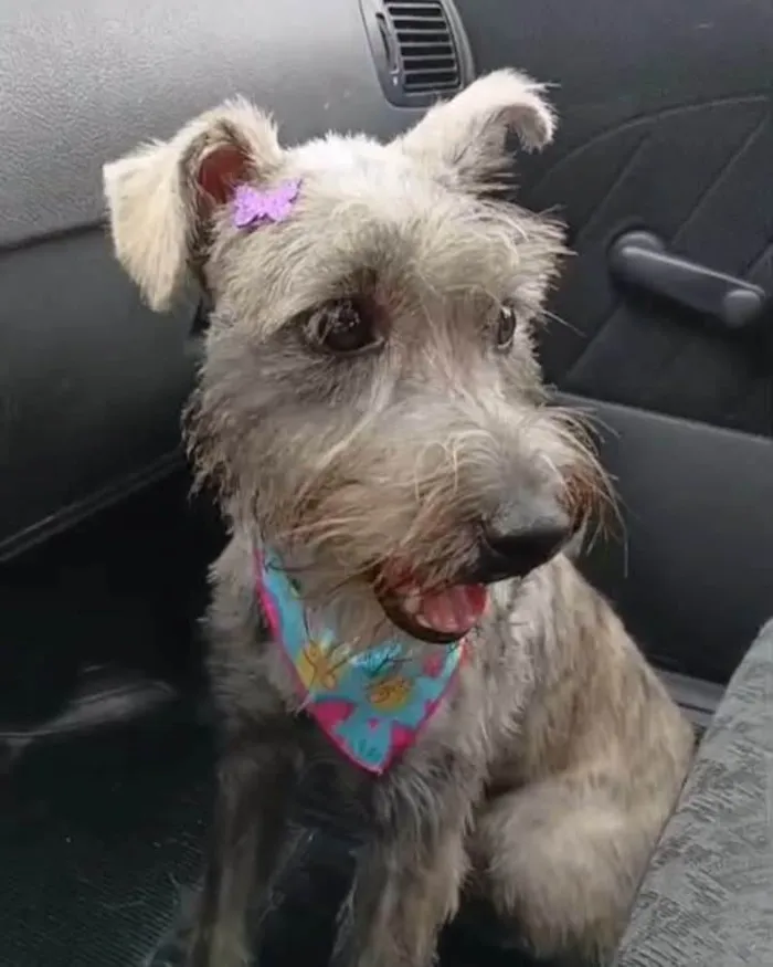 Cachorro ra a SRD-ViraLata idade 7 a 11 meses nome Ayla