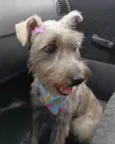 Ayla