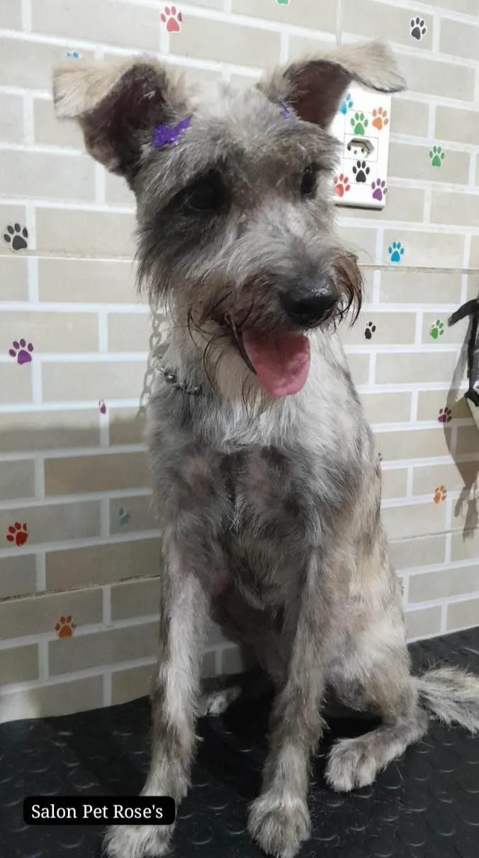 Cachorro ra a SRD-ViraLata idade 7 a 11 meses nome Ayla