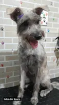 Ayla