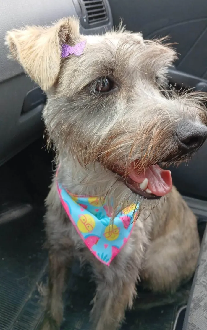 Cachorro ra a SRD-ViraLata idade 7 a 11 meses nome Ayla