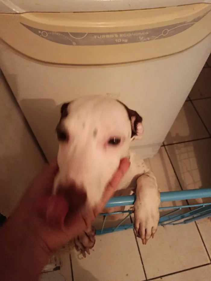 Cachorro ra a Pit-Bull idade 2 a 6 meses nome Aysha