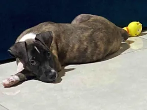 Cachorro raça SRD-ViraLata idade 2 a 6 meses nome Oreo