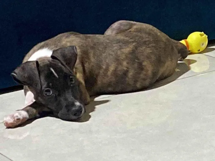 Cachorro ra a SRD-ViraLata idade 2 a 6 meses nome Oreo