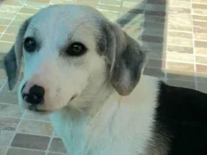 Cachorro raça SRD-ViraLata idade 1 ano nome Princesa