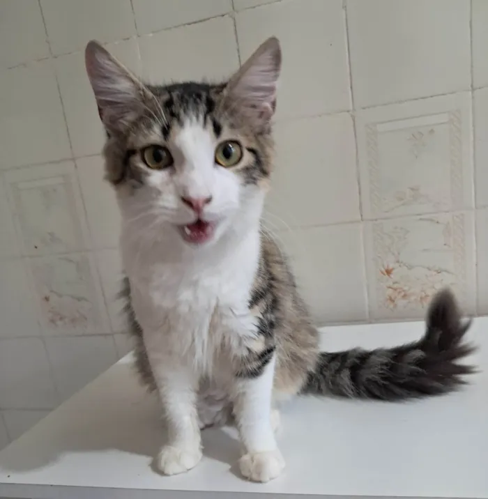 Gato ra a SRD-ViraLata idade 2 a 6 meses nome Fábio 