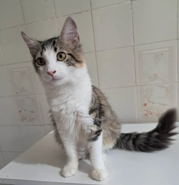 Gato ra a SRD-ViraLata idade 2 a 6 meses nome Fábio 
