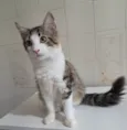 Fábio