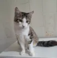 Fábio