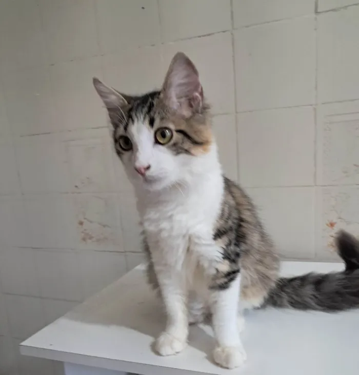 Gato ra a SRD-ViraLata idade 2 a 6 meses nome Fábio 