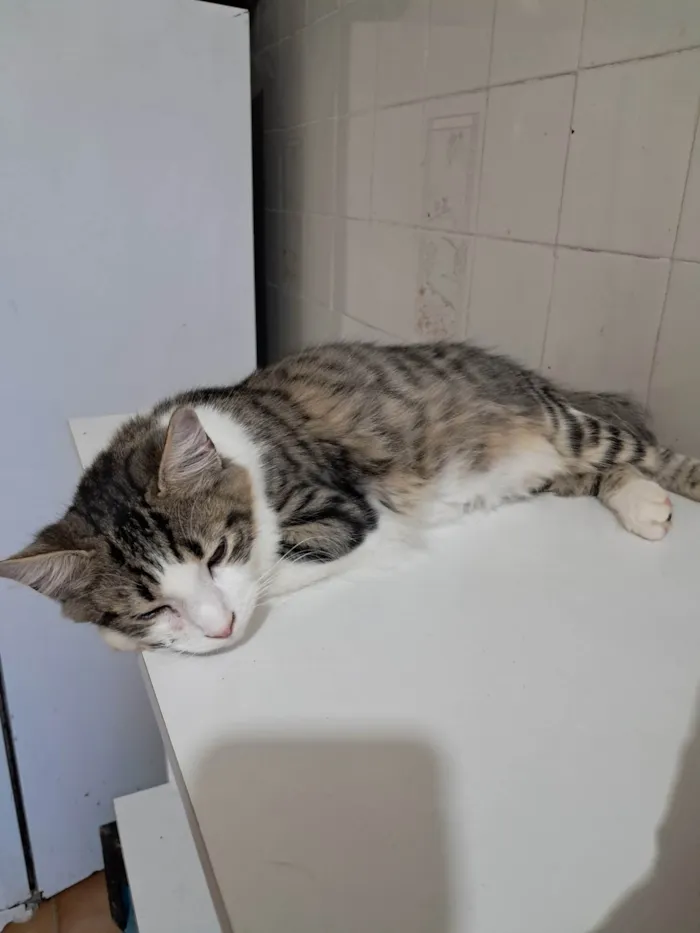 Gato ra a SRD-ViraLata idade 2 a 6 meses nome Fábio 