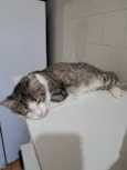 Fábio