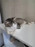 Fábio