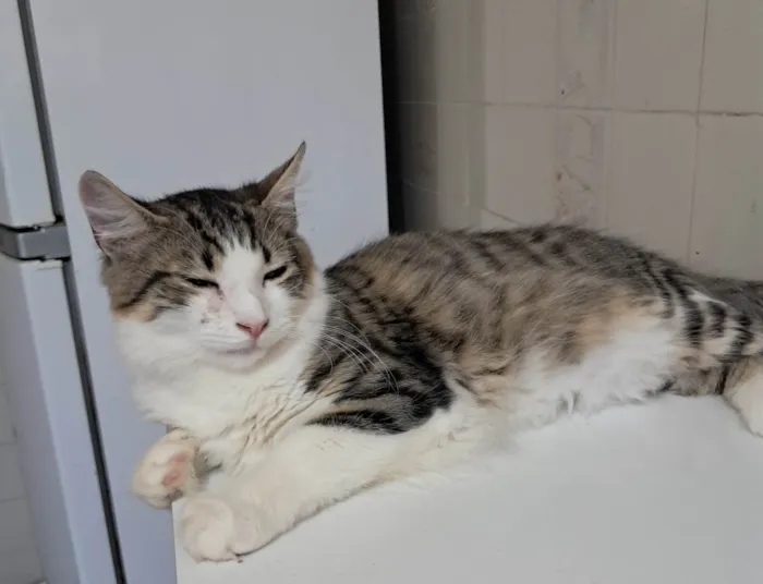 Gato ra a SRD-ViraLata idade 2 a 6 meses nome Fábio 