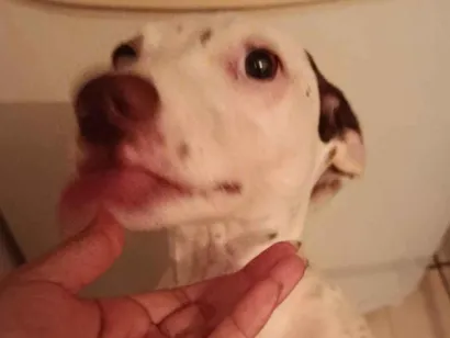 Cachorro raça Pit-Bull idade 2 a 6 meses nome Aysha