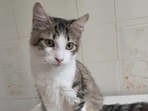Gato raça SRD-ViraLata idade 2 a 6 meses nome Fábio 