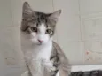 Fábio