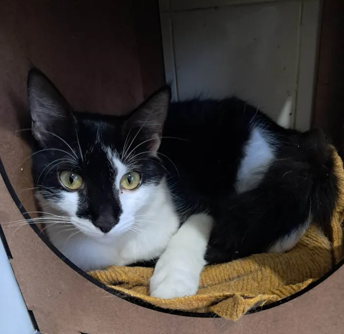 Gato ra a SRD-ViraLata idade 2 a 6 meses nome Fiuk