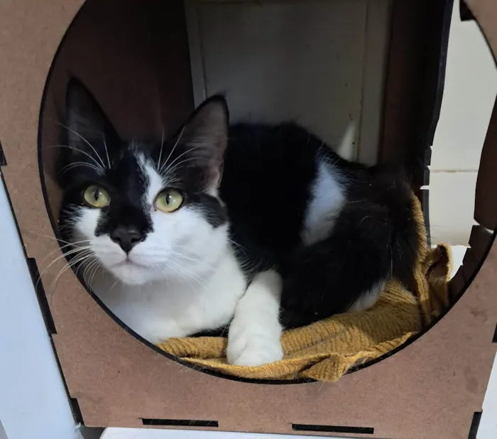 Gato ra a SRD-ViraLata idade 2 a 6 meses nome Fiuk