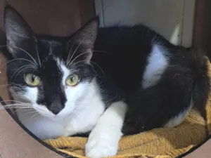 Gato raça SRD-ViraLata idade 2 a 6 meses nome Fiuk