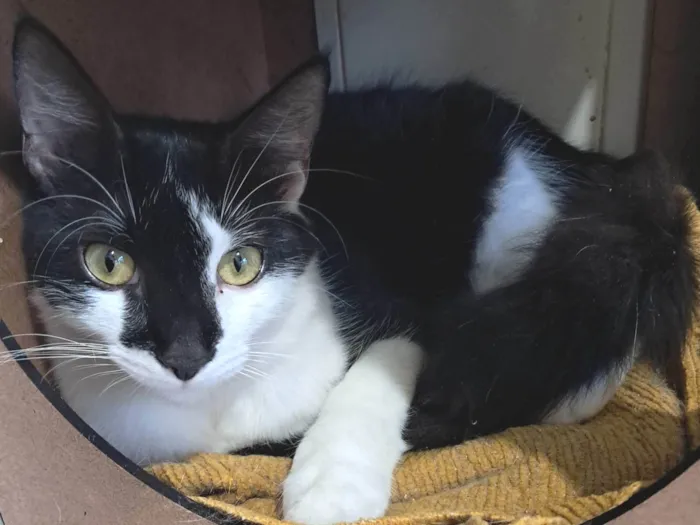 Gato ra a SRD-ViraLata idade 2 a 6 meses nome Fiuk