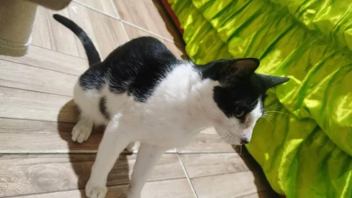 Gato ra a SRD-ViraLata idade 7 a 11 meses nome Harry Potter