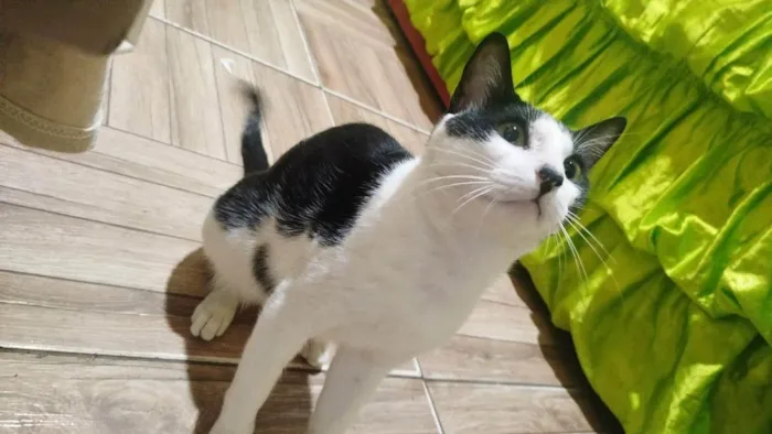 Gato ra a SRD-ViraLata idade 7 a 11 meses nome Harry Potter